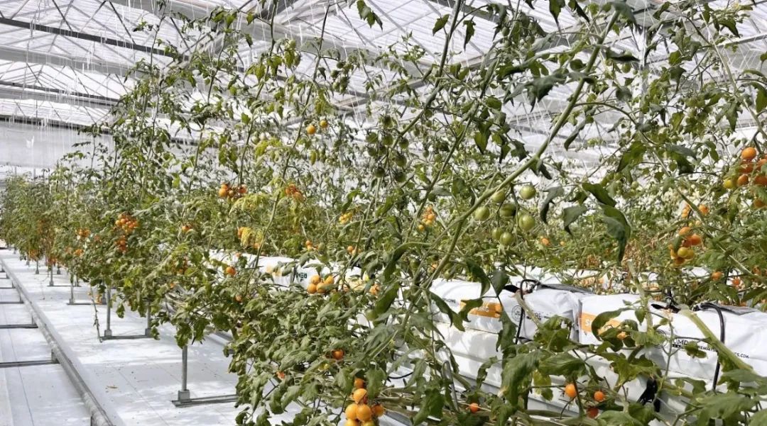 ׯ�к���Ϸ(�й�)�ɷ����޹�˾-����