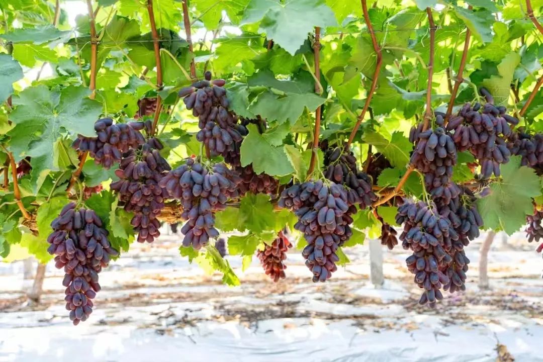 ׯ�к���Ϸ(�й�)�ɷ����޹�˾-����